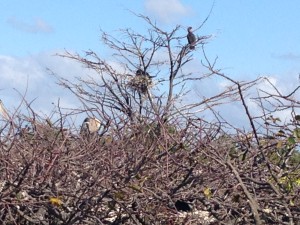 Birds feeding and nesting in Florida Wetlands