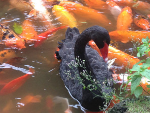 Photo of Black Swan at Byodo-In Temple and Koi poinds