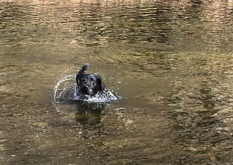 Dini the dog swimming at White Clay State Park, PA